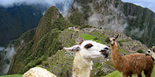 Machu Picchu com animais de estimação: um guia fácil