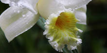 Orquídeas em Machu Picchu